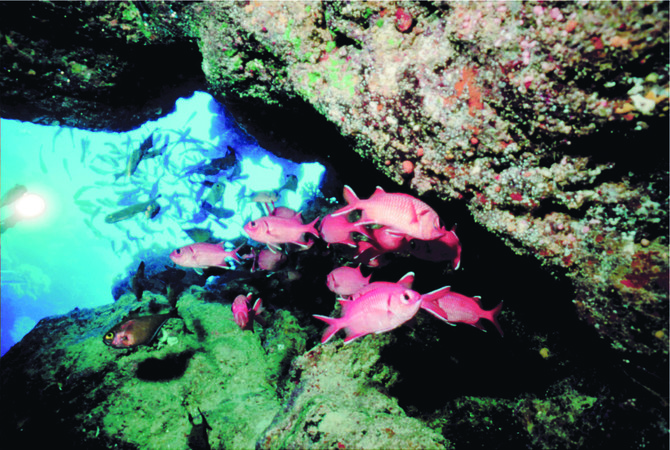 Kingdom set to modernize fishery